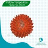 Pelotas Fisioterapia Rehabilitar Masajes