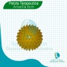 Pelotas Fisioterapia Rehabilitar Masajes