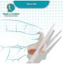 Protector Dedo Adaptable Silicona Manos Pies | Sante y Confort
