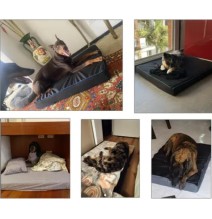 Colchón para Mascotas Viscoelástico | Confort Superior para Descanso Saludable | Sante y Confort